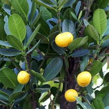 Gatasan Dagat / Fukugi (Garcinia subelliptica)