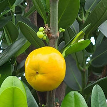 Gatasan Dagat / Fukugi (Garcinia subelliptica)