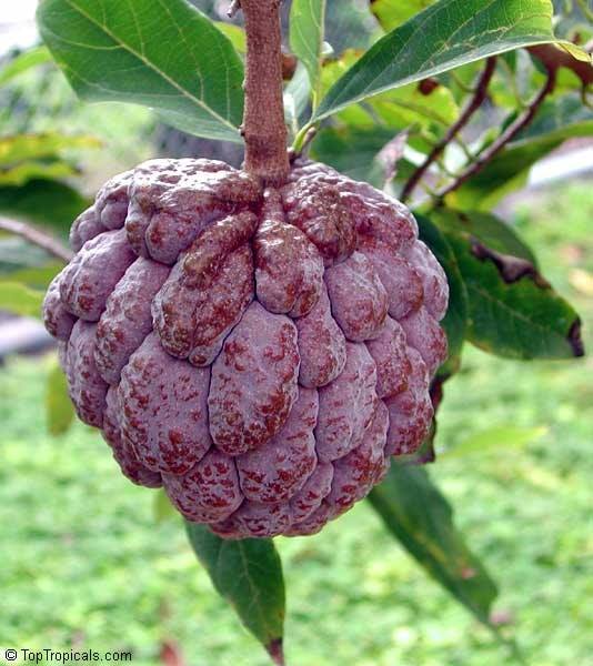 Red / Purple Atis (from seed) – Lunti Plant Nursery