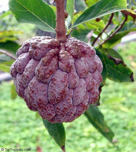 Red / Purple Atis (from seed)