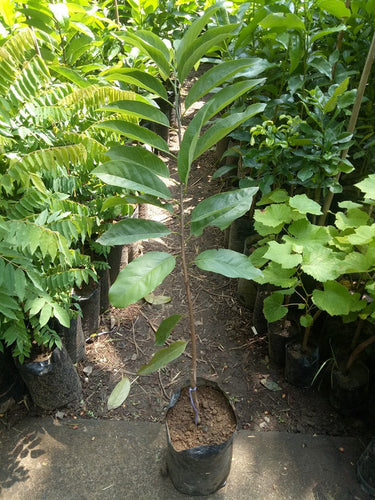 Red / Purple Atis (from seed)