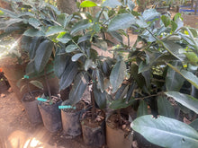 Red Seedles Mabolo Grafted Seedling