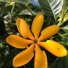 Malaysian Jasmine (Gardenia coronata)