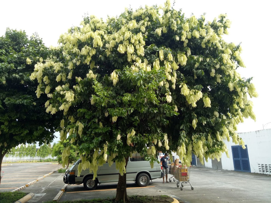 Balitbitan seedling โ Lunti Plant Nursery