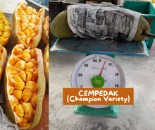 Cempedak / Chempedak (Champion variety)