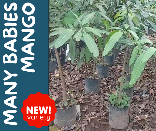 Many Babies (Thai Blue Mango) grafted