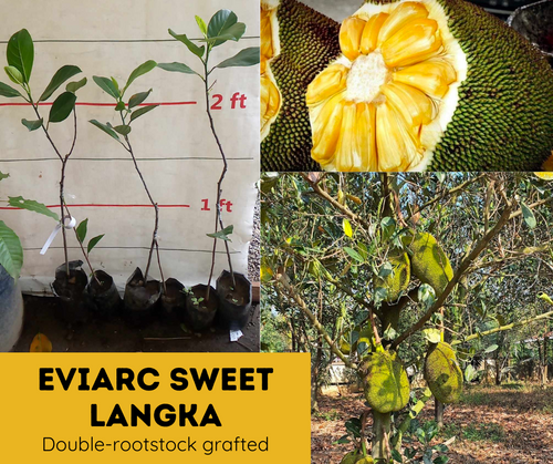 EVIARC Sweet Langka Double-Rootstock Grafted