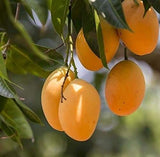 Alphonso Mango