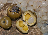 Kaong / Sugar Palm seedling