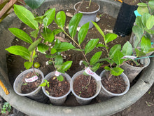 Coco Plum (Pink)