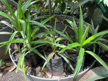 Pandan