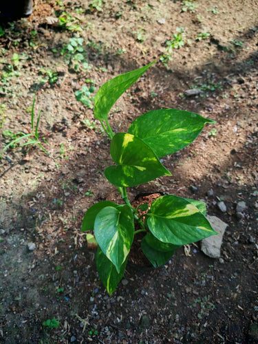 Golden Pothos