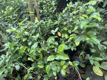 Magnolia Figo