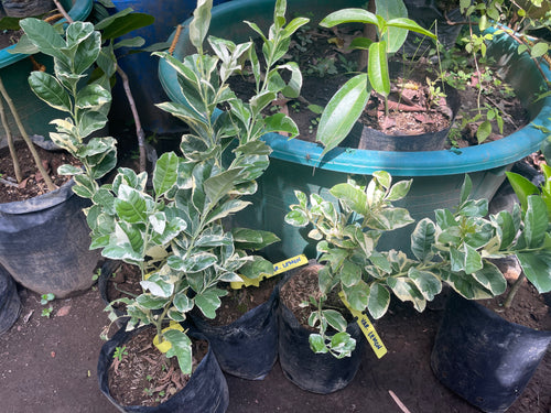 Variegated Lemon