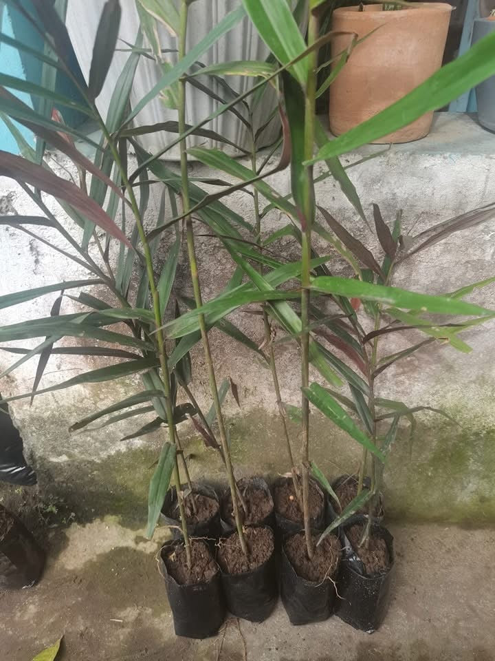 Black Ginger – Lunti Plant Nursery