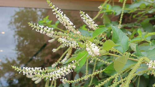 Sweet almond verbena (Aloysia virgata)