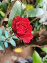 American Rose