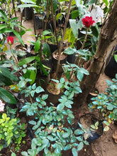 American Rose