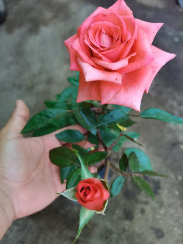 American Rose