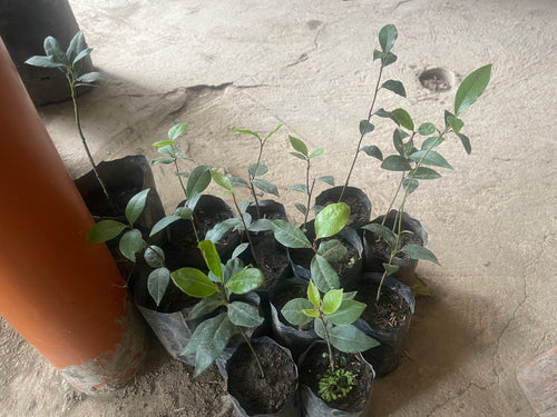Laurel Sweet Bay Leaf Seedling