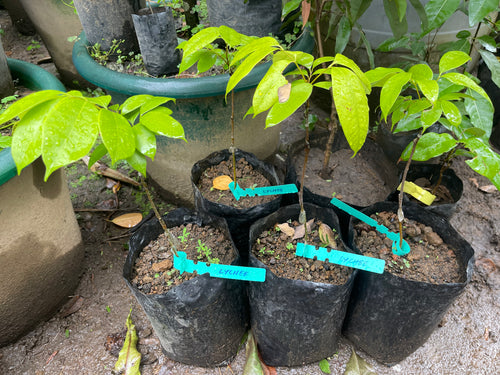 Lychee Grafted Seedlings
