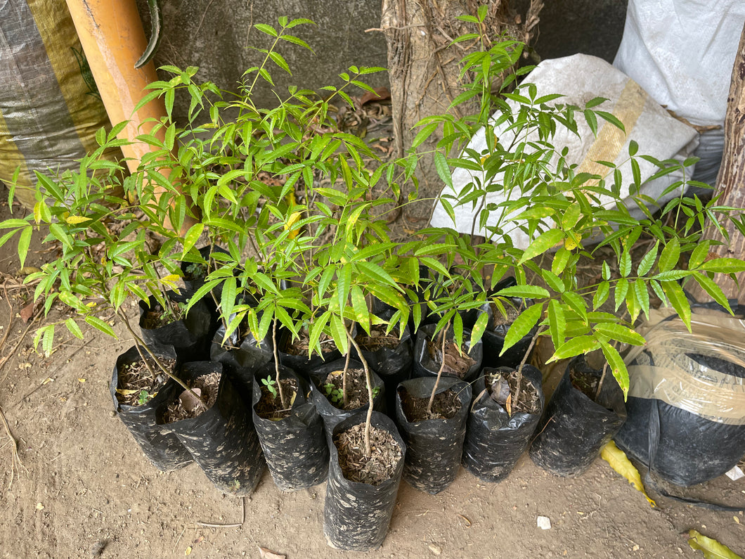 Libas / Hog Plum