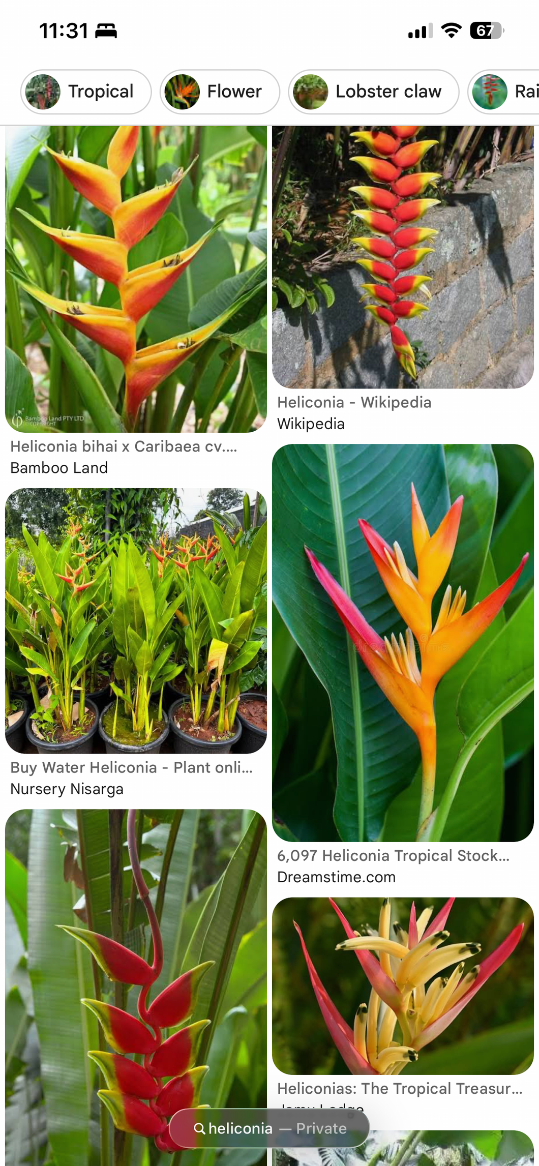 Heliconia plants (random variety)