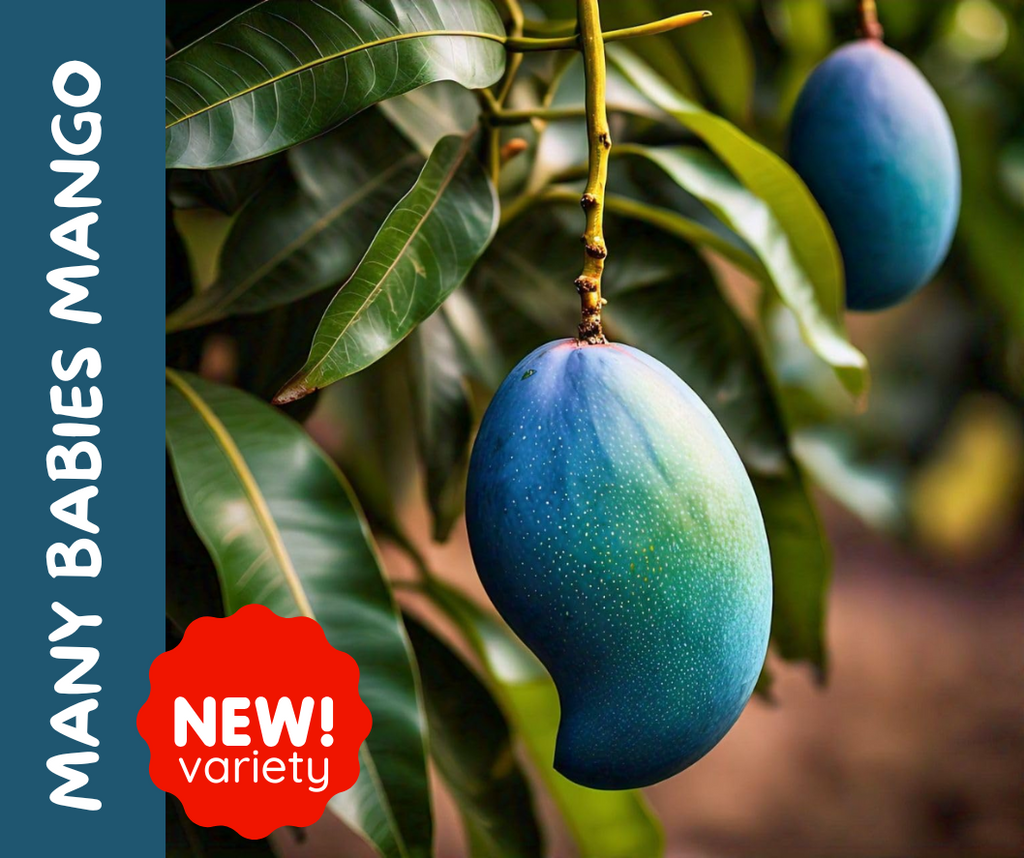 Many Babies (Thai Blue Mango) grafted – Lunti Plant Nursery