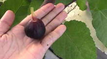 Fig Tree (Iraqi variety)