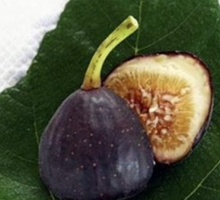 Fig Tree (Iraqi variety)