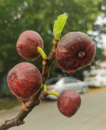 Fig Tree (Iraqi variety)