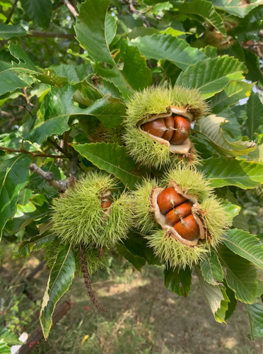 Chestnut seedling