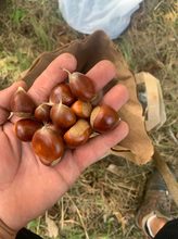 Chestnut seedling