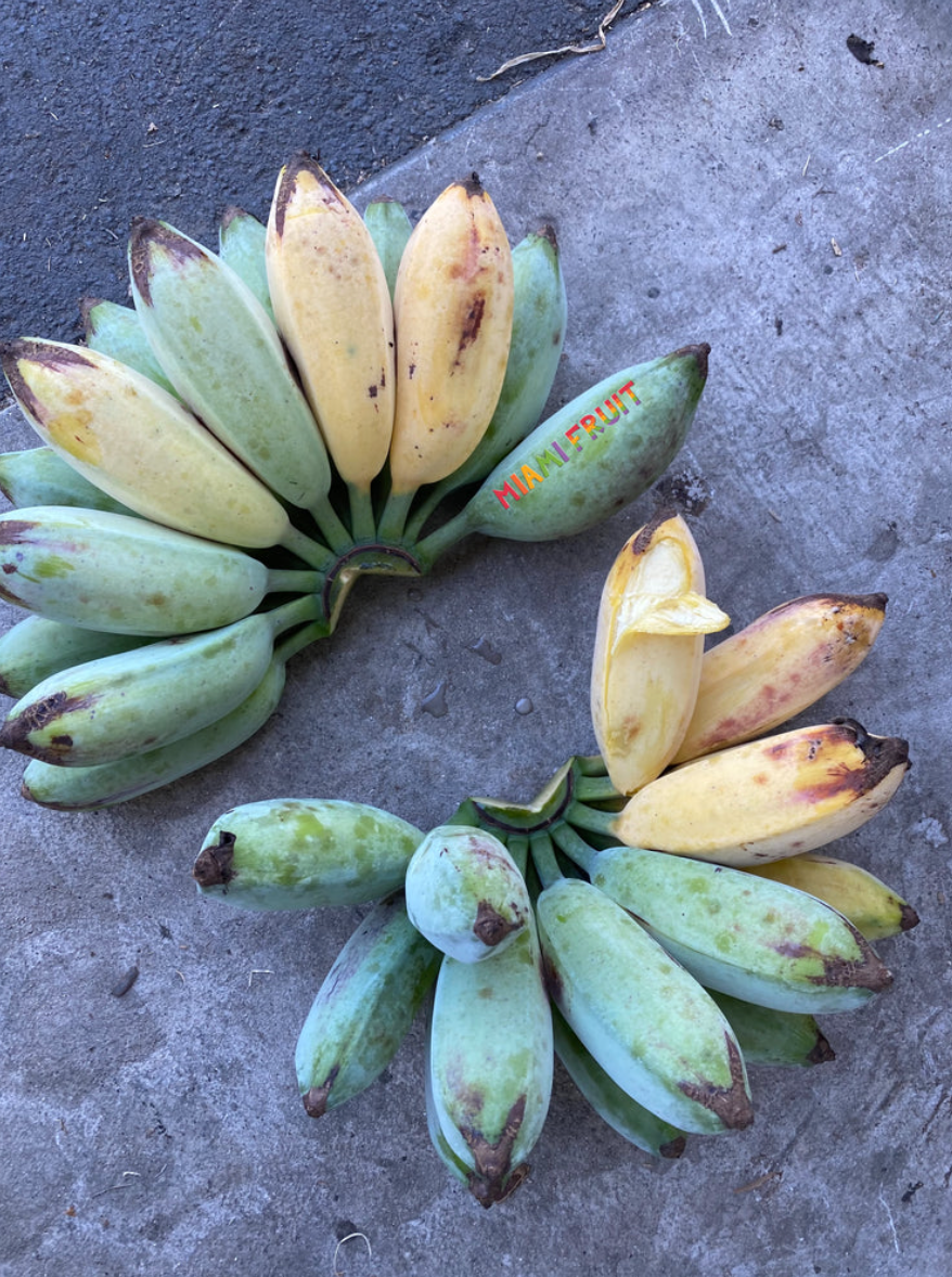 Ice Cream Banana / Blue Java Banana – Lunti Plant Nursery