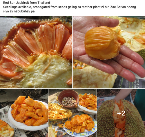 Latexless Jackfruit - Red Sun variety