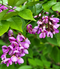 Ahern's Balok / Philippine Wisteria (Millettia ahernii)