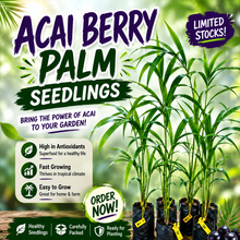 Acai Berry Seedlings