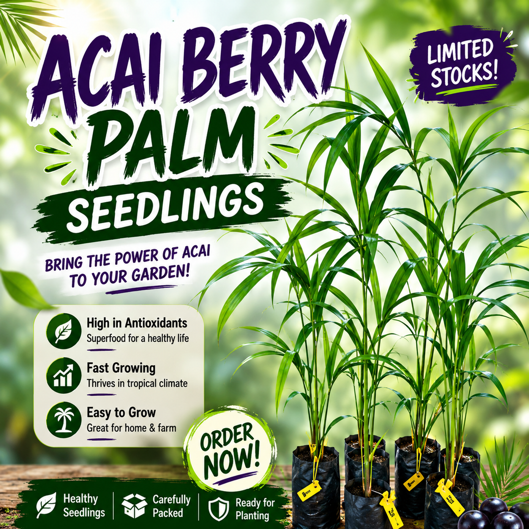 Acai Berry Seedlings