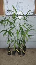 Acai Berry Seedlings