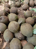 Agta / Tapul Coconut