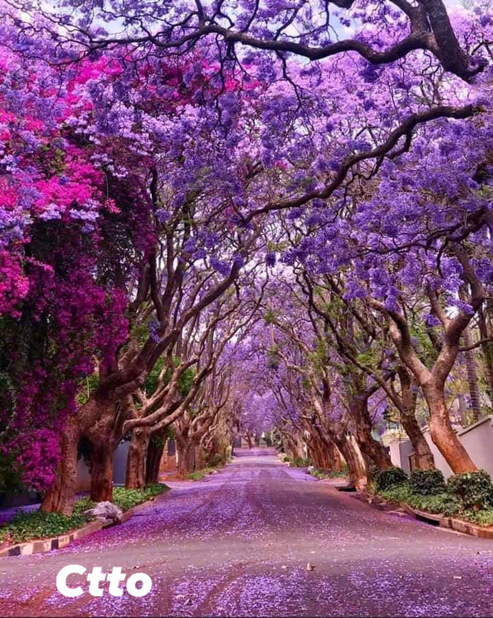 Jacaranda Treemap Jacaranda Tree – Lunti Plant Nursery