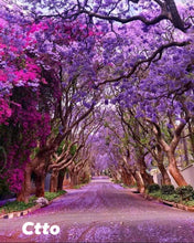 Jacaranda Tree