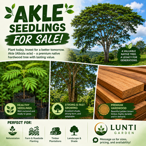Akle seedling