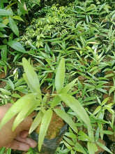 Almaciga (Agathis philippinensis)