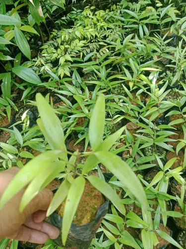 Almaciga (Agathis philippinensis)