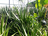 Aloe Barbadensis / Giant Aloevera