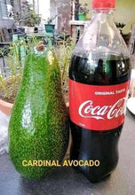 Avocado - Cardinal variety