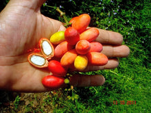 Bago Nut / Melinjo seedling