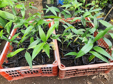 Bago Nut / Melinjo seedling