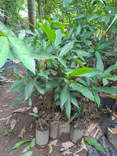 Balitbitan seedling